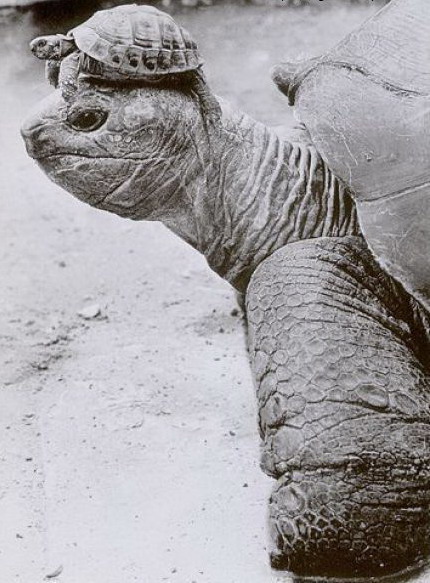 430x583, 85 Kb / черепаха