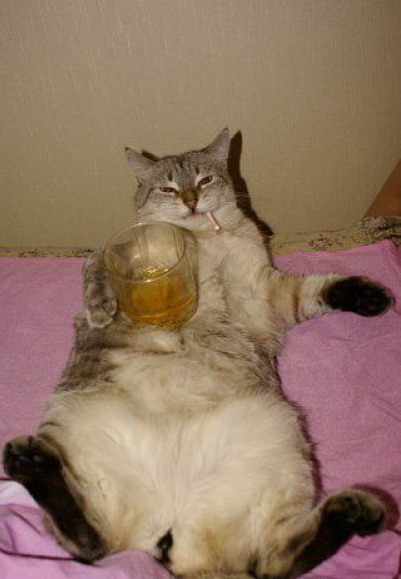 401x579, 49 Kb / кот