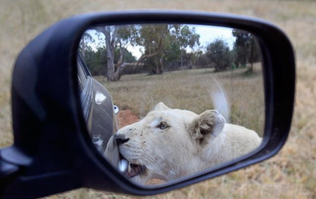 639x402, 55 Kb / львица, авто, зеркало, сюрприз