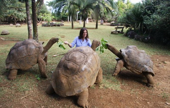 699x447, 123 Kb / черепахи