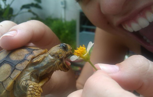 639x405, 51 Kb / черепаха, еда, цветок