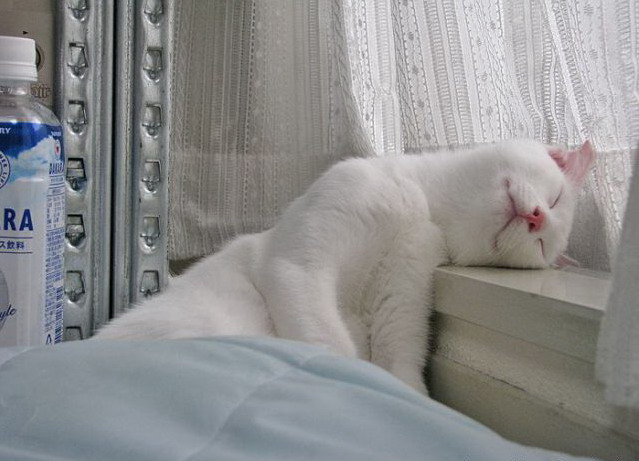 639x461, 78 Kb / кот, окно