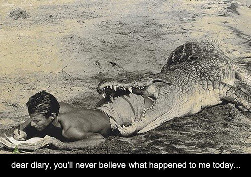 500x353, 90 Kb / крокодил, пофигист