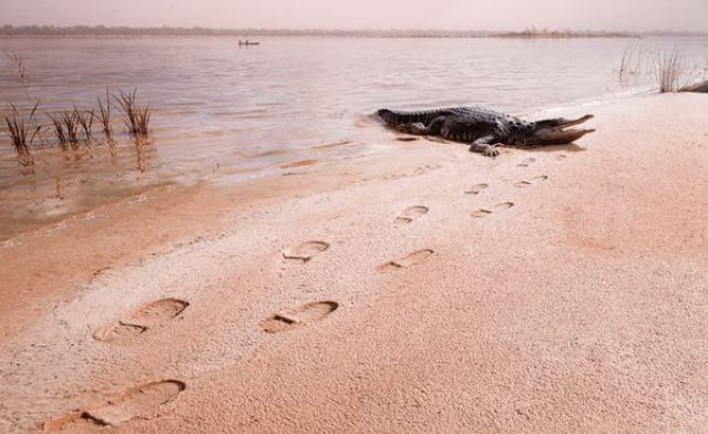 639x392, 72 Kb / крокодил, человек-невидимка