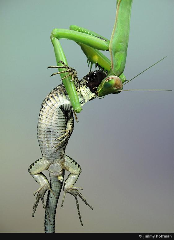 562x773, 40 Kb / богомол, ящерица