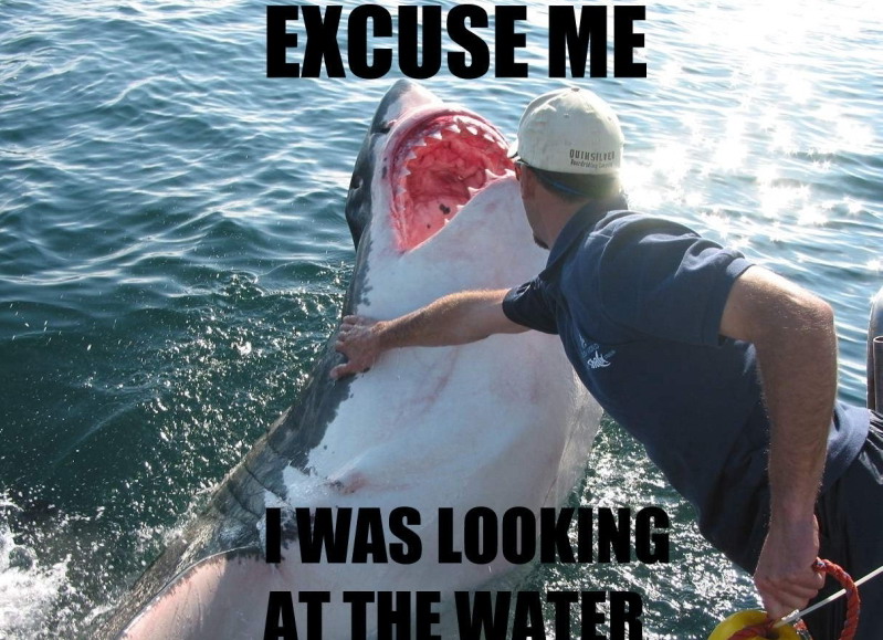 799x579, 155 Kb / акула, море