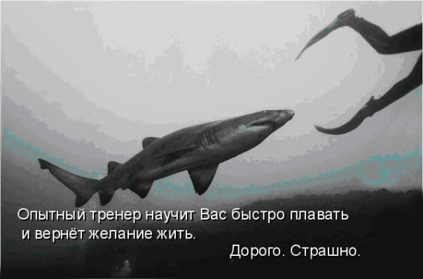 604x399, 31 Kb / акула, инструктор