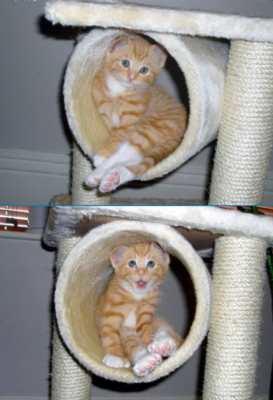 559x819, 116 Kb / кот