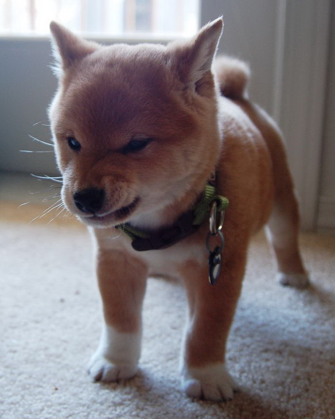 687x859, 101 Kb / пес, злость