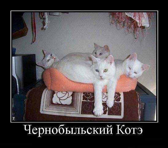 547x480, 50 Kb / демотиватор, кошки, четыре