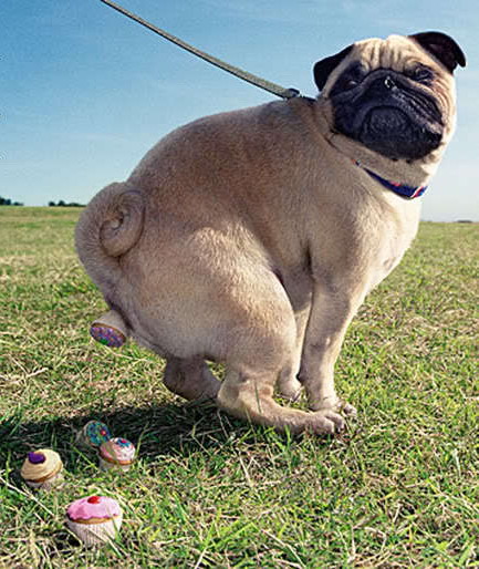 433x514, 94 Kb / собака, пирожные