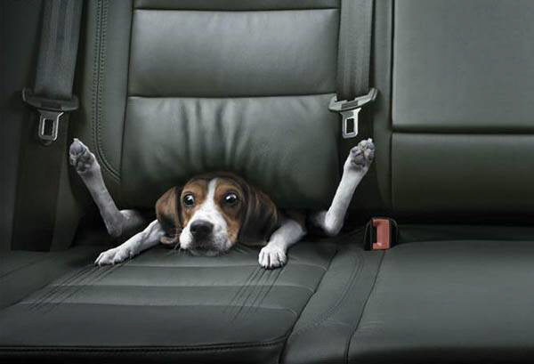 600x409, 45 Kb / собака, сиденье, лапы