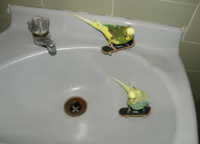 639x460, 36 Kb / скейт, раковина, попугаи