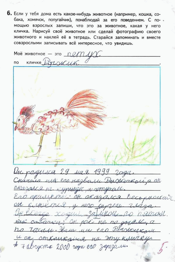 600x898, 126 Kb / петух, рисунок