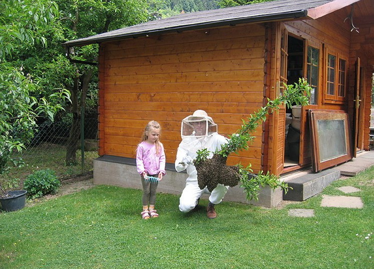 747x537, 184 Kb / пчелы, девочка, куст