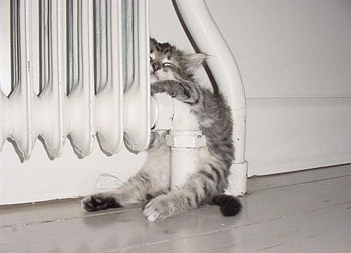 500x360, 37 Kb / кот, батарея