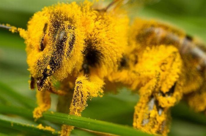 700x463, 48 Kb / пчела, пыльца