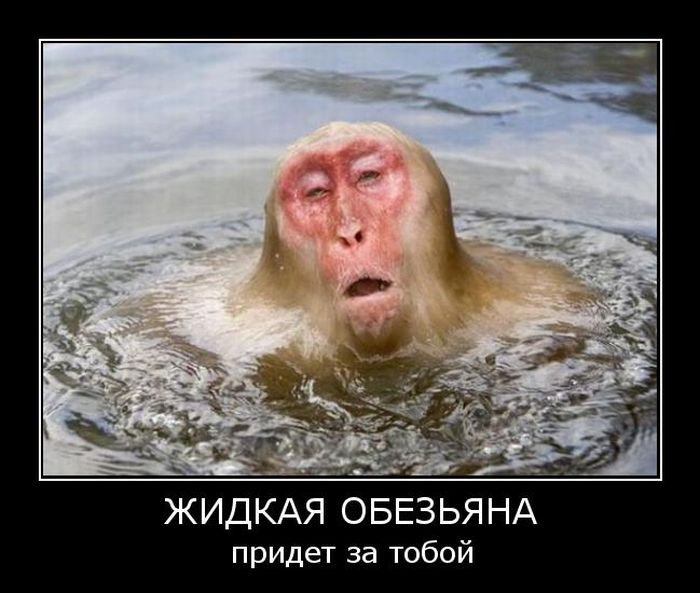 700x593, 66 Kb / демотиватор, обезьяна