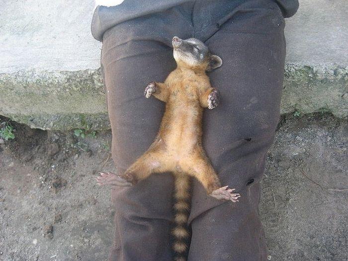 700x525, 71 Kb / Коленки, животное