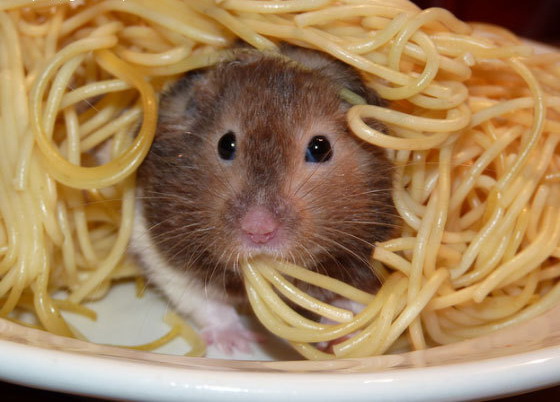 560x402, 62 Kb / спагетти, хомяк