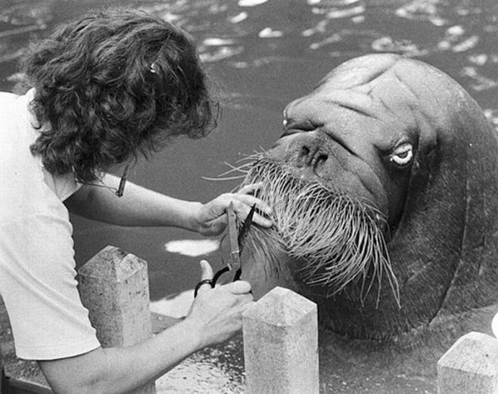 700x555, 76 Kb / стрижка