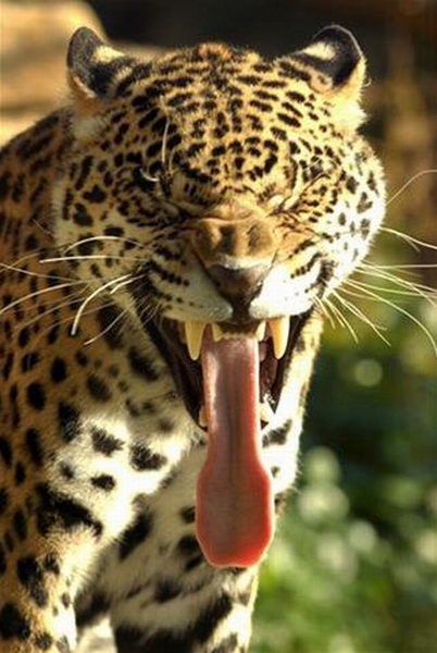 402x600, 50 Kb / леопард, язык