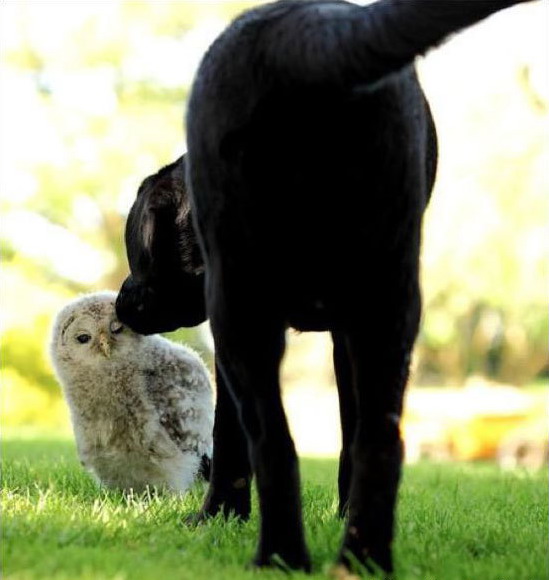 549x580, 59 Kb / собака, сова