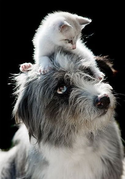 408x581, 72 Kb / пес, кот