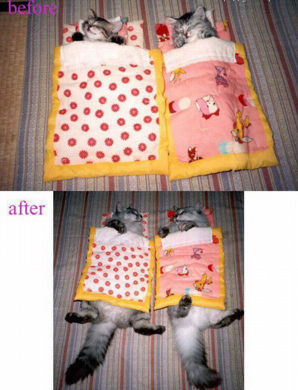 598x782, 154 Kb / коты