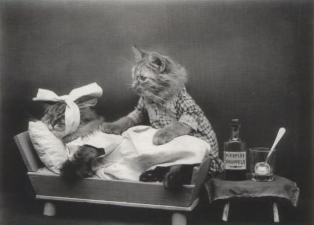 639x457, 48 Kb / больница, кот