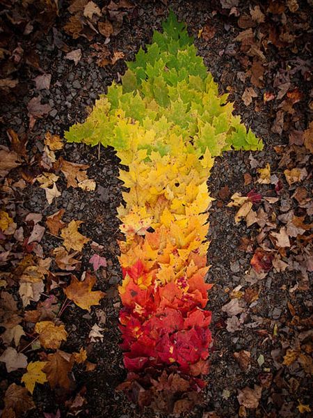 450x600, 82 Kb / листья