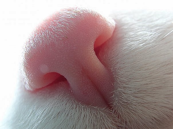 604x452, 48 Kb / нос