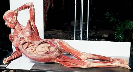 431x235, 27 Kb / тело, музей, мумия, мясо