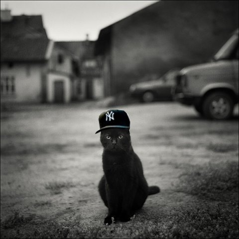 480x480, 34 Kb / кот, черный, бейсболка, ч/б