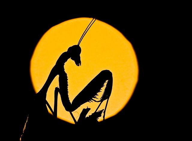 640x471, 20 Kb / богомол, солнце, силуэт