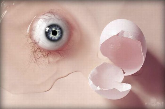 700x463, 30 Kb / глаз, скорлупа