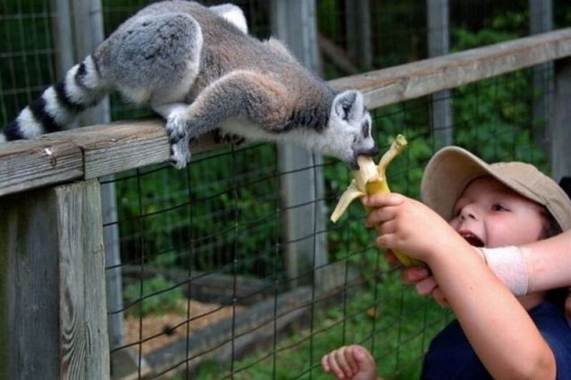639x425, 71 Kb / банан, зоопарк