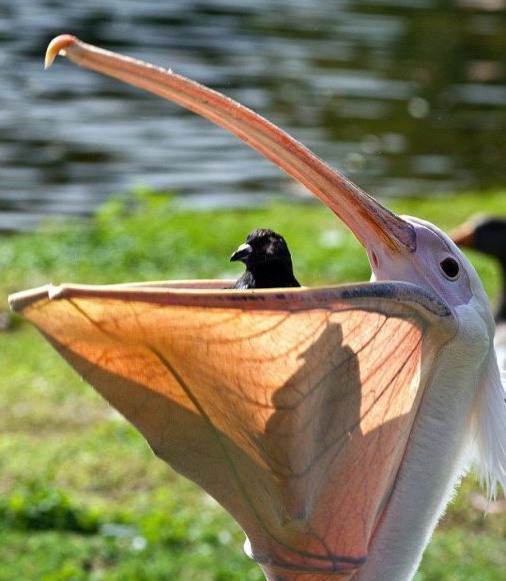 506x581, 77 Kb / пеликан, клюв