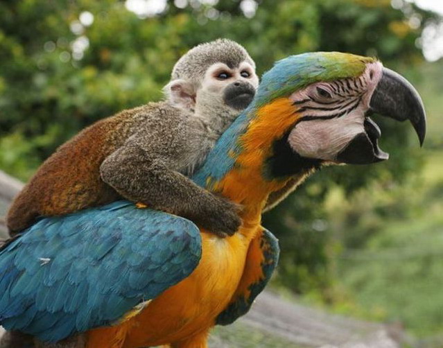 639x502, 87 Kb / попугай, обезьяна