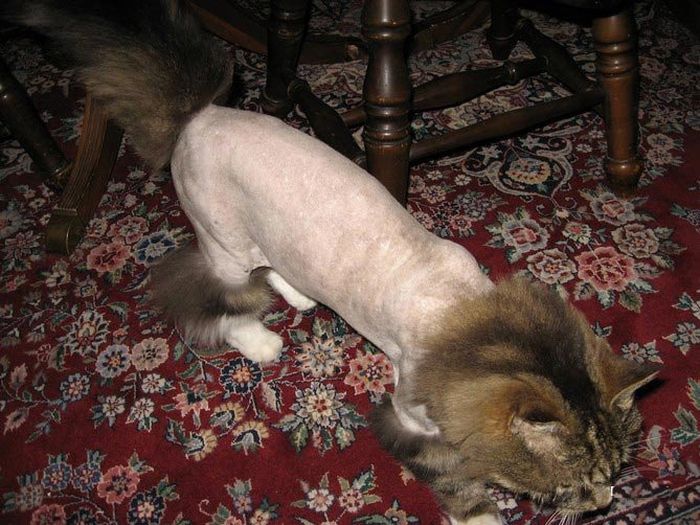 700x525, 85 Kb / стрижка, пудель