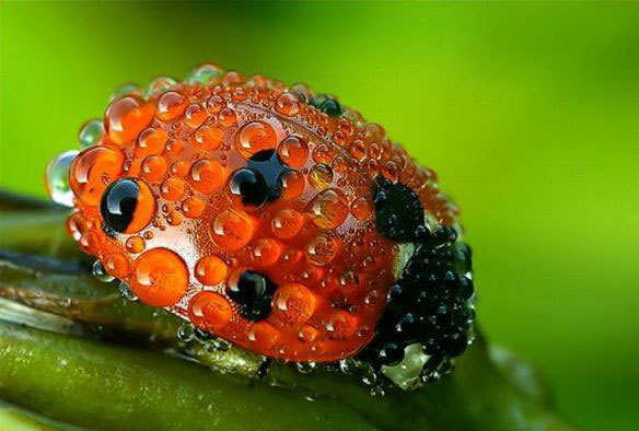 584x394, 51 Kb / божья коровка, роса