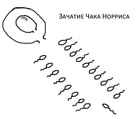 441x385, 16 Kb / чак норрис, зачатие, сперматозоид