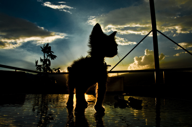 811x539, 183 Kb / кот, облака