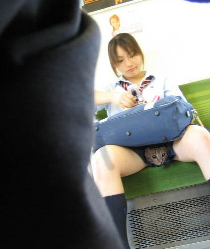 422x500, 42 Kb / кот, сумка, японка