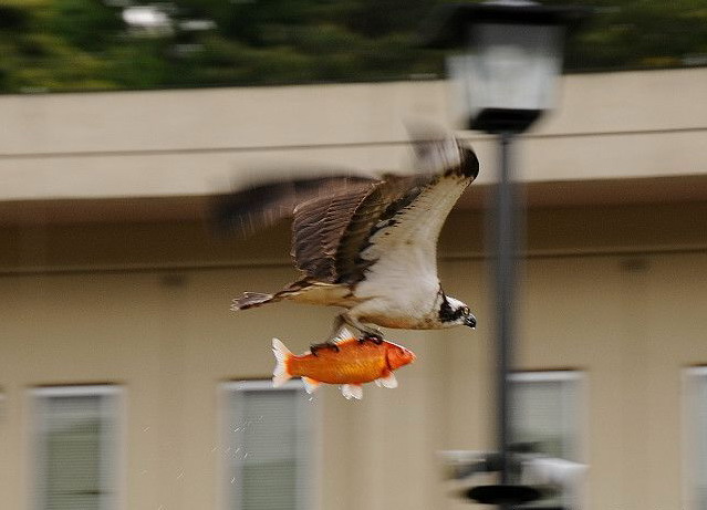 639x461, 56 Kb / птица, рыба