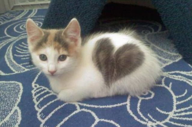 639x424, 64 Kb / кот