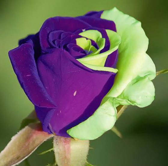 559x551, 60 Kb / роза