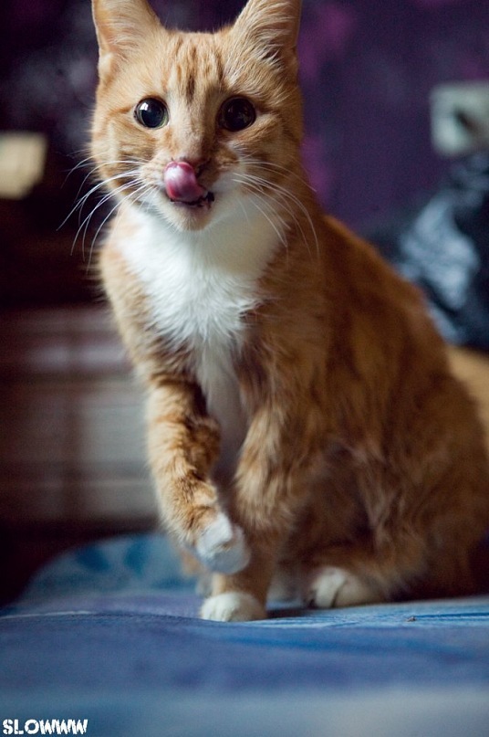 536x807, 104 Kb / кот, рыжий