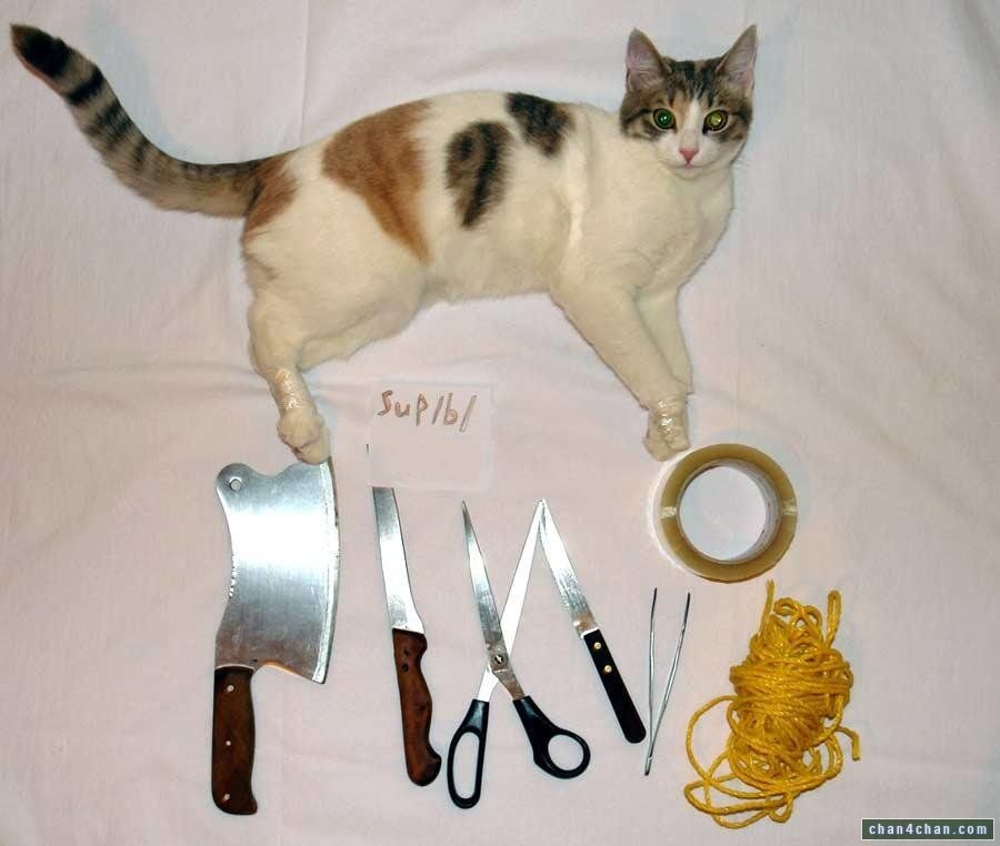 900x762, 83 Kb / кот, ножницы, шпагат, скотч, пинцет, ножи