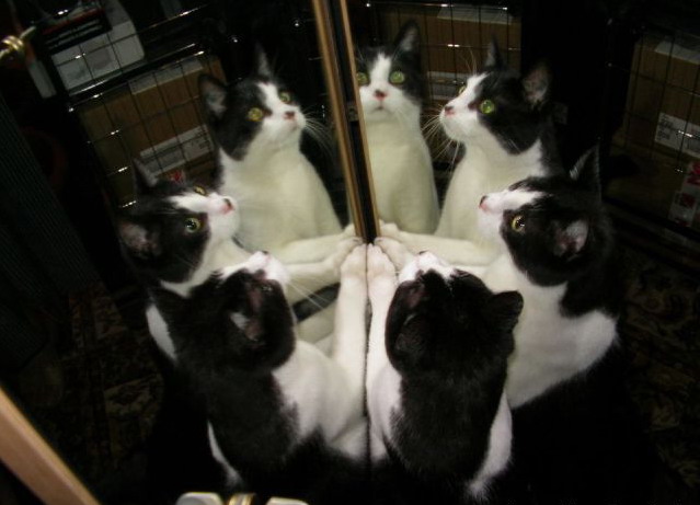 639x461, 58 Kb / коты, зеркало